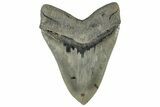 Serrated, Fossil Megalodon Tooth - Massive SC Meg! #325245-2